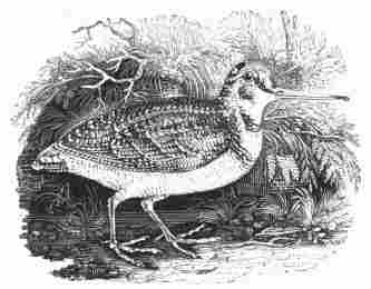 The Woodcock. From "History of British Birds," by THOMAS BEWICK.