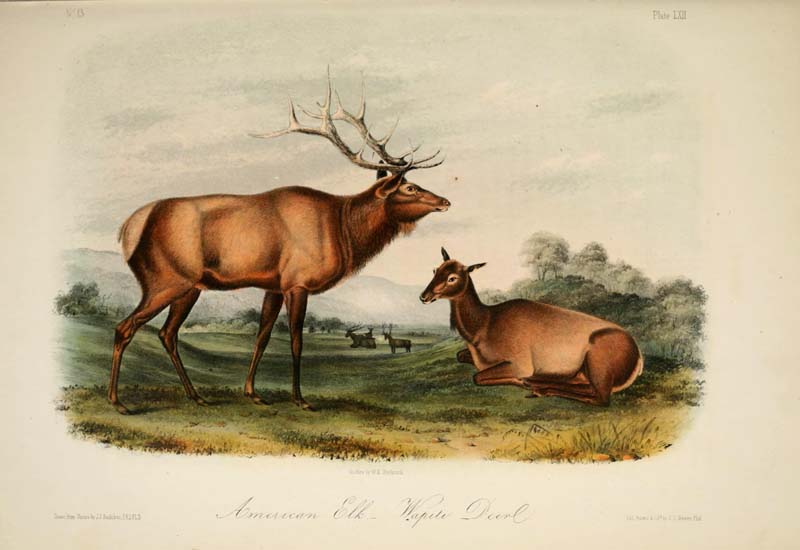 American Elk. Wapiti Deer. John James Audubon