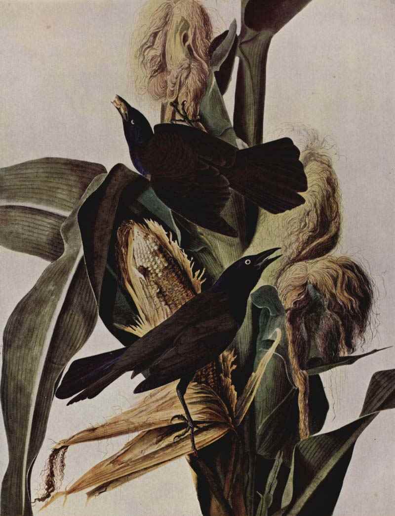 Maize thief, John James Audubon
