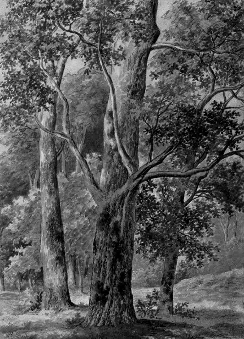 Tree study. Barend Cornelis Koekkoek