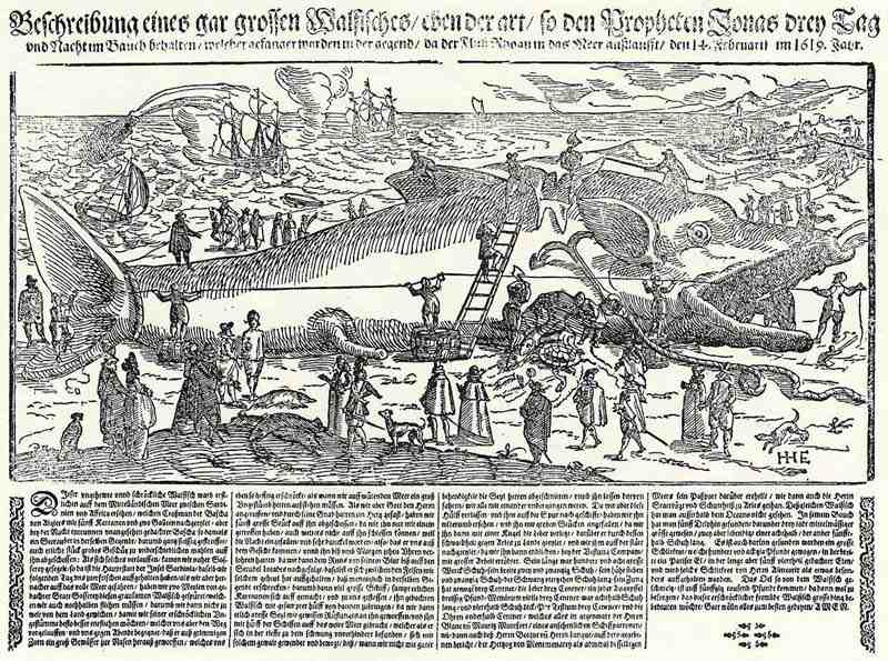 Giant whale of the species that swallowed Jonas caught in the river Rhone. Master HHE