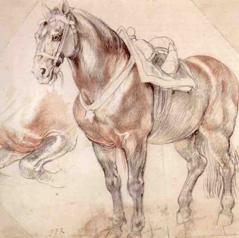 Equine studies, Peter Paul Rubens