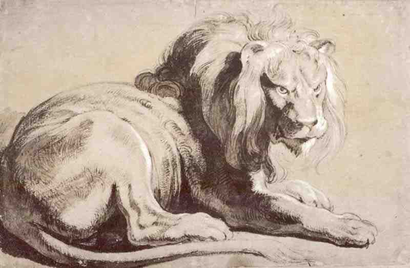 Study of a lion, Peter Paul Rubens
