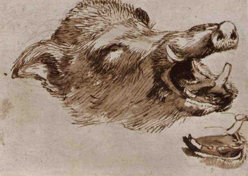Study of a boar head. Frans Snyders