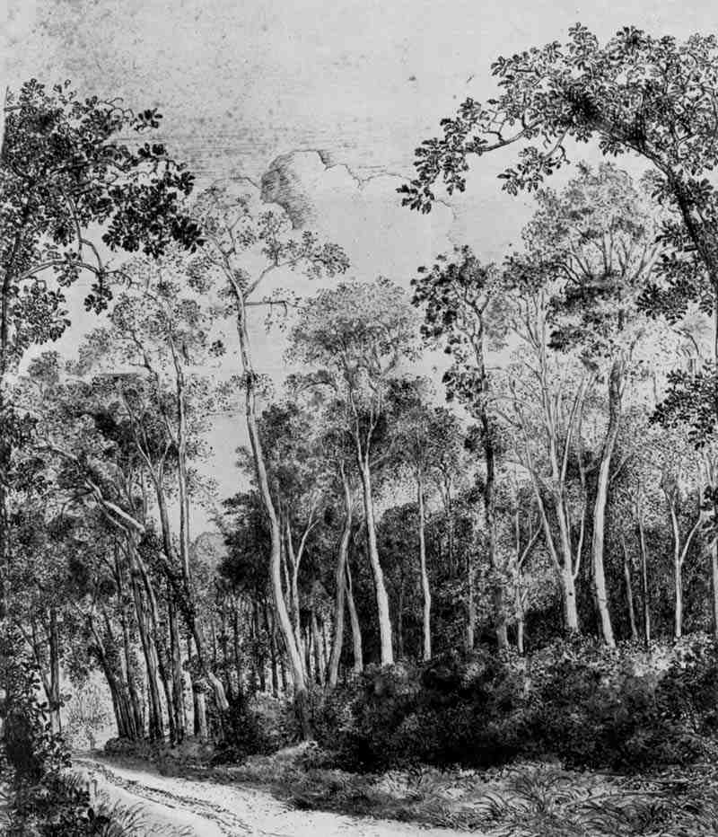 Forest path. Hendrick Cornelisz. Vroom