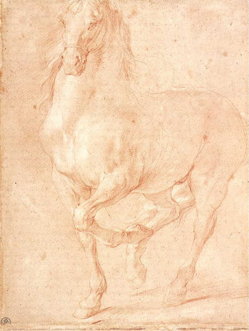 Study of a Horse  . Pierre Puget