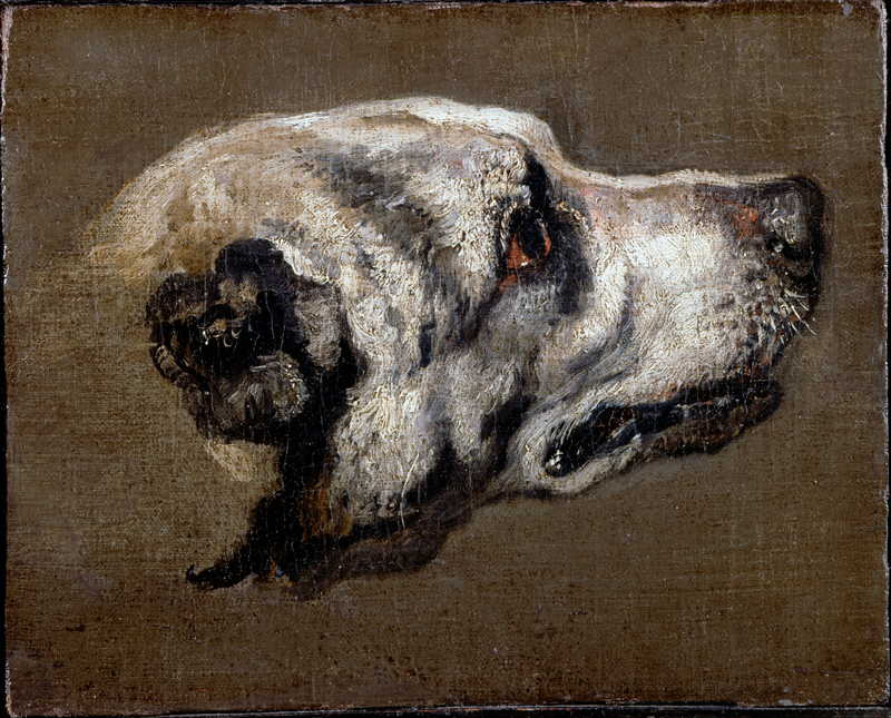 Head of a Hound, Pieter Boel