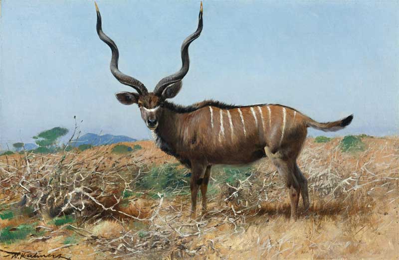 Antelope, Wilhelm Kuhnert