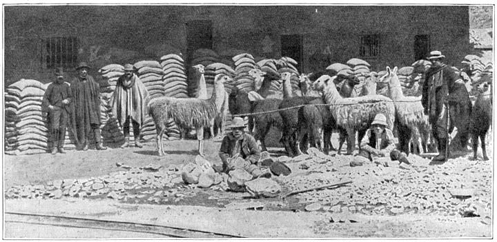 Te Oruro. Een karavaan lama’s, die met zakken erts zullen worden beladen.