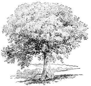 PEACE TREE NEAR SANTIAGO, UNDER WHICH SPANISH COMMANDER OF SANTIAGO CAPITULATED JULY 16, 1898