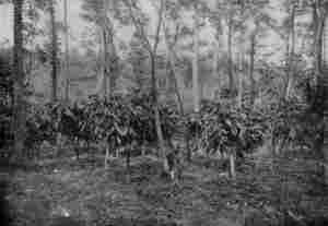 CACAO TREES, SHADED BY KAPOK (_Eriodendron Anfractuosum_) IN JAVA. (reproduced from van Hall's _Cocoa_, by permission of Messrs. Macmillan & Co.)