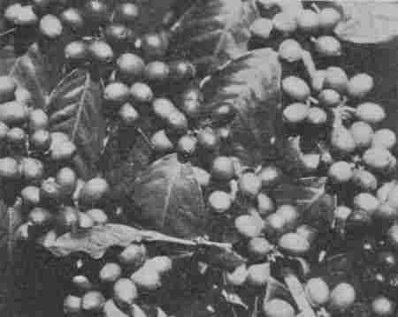 Fig. 36.—Coffee Berries.