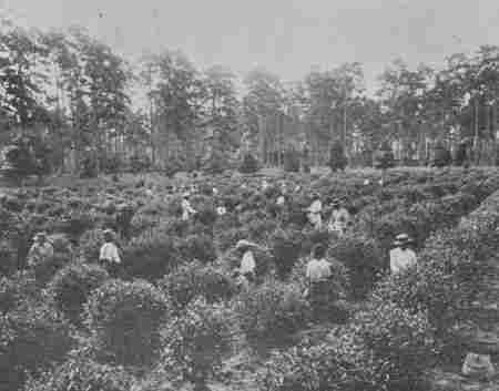 Fig. 38.—Picking Tea. "Pinehurst," South Carolina.