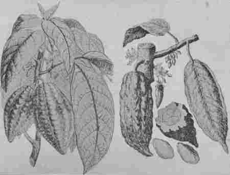 Fig. 39.—Cocoa Pods and Leaves. (Permission of Walter Baker & Co., Ltd.)