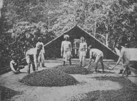 Fig. 41.—Drying Cocoa Seed. Ceylon. (Permission of Walter Baker & Co., Ltd.)
