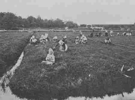 Fig. 46.—Cranberry Pickers at Work. Notice how the Bog is divided into Rows by Means of Cords.