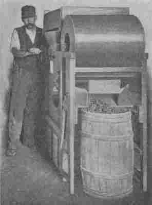 Fig. 48.—Winnowing and Barreling Cranberries.