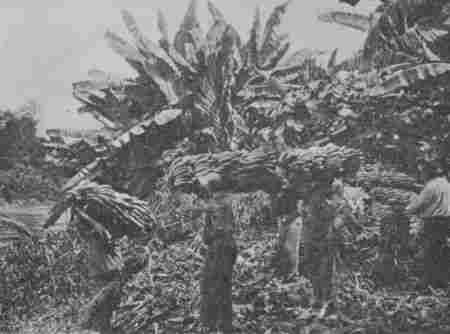 Fig. 51.—A Banana Plantation.