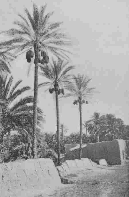 Fig. 54.—Date Palms loaded with Ripe Fruit, Biskra, Algeria. (Year Book U. S. Department of Agriculture, 1900.)