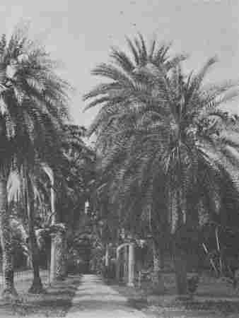 Fig. 55.—Date Palm Trees.