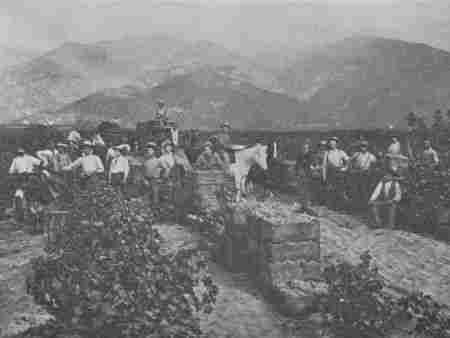 Fig. 58.—Picking Grapes.—Notice the Mountains in the Background.