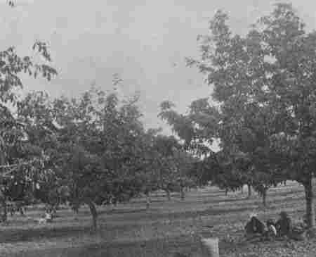 Fig. 61.—A Walnut Grove.