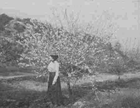 Fig. 63.—Almond Trees in Full Bloom.