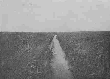 Fig. 22.—A Rice Field.—Observe the Canal.