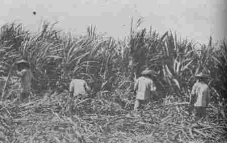 Fig. 25.—Cutting Sugar Cane.