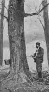 Fig. 28.—Tapping a Tree.