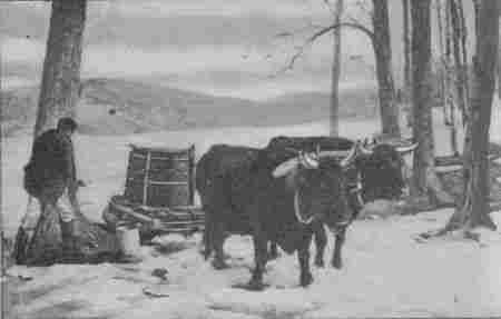 Fig. 29.—Oxen hauling Sap.