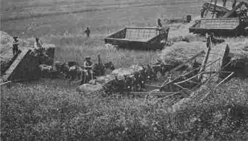 Fig. 3.—Harvesting Wheat in Southern California.