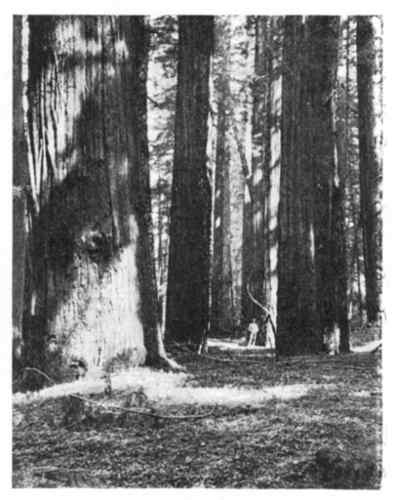 Fig. 30.—Redwood Forest, California.