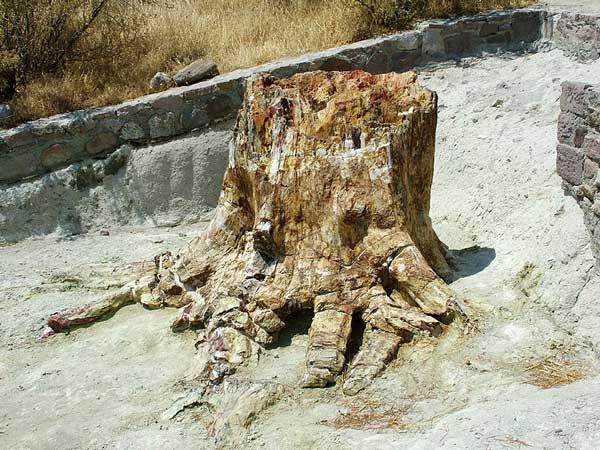 Sigri, Petrified Tree