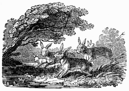 THE HARES AND FROGS IN A STORM.