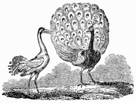 THE PEACOCK AND THE CRANE.
