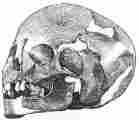 No. 153. Skull of a Woman, found near some gold ornaments in the Lowest Stratum (13 M.).