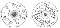 Two Inscribed Whorls (5 M. and 7 M.).