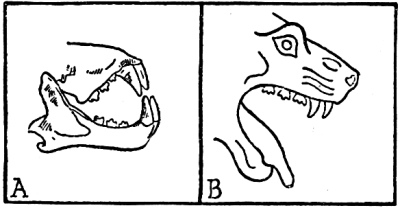 Fig. 2. A, Jaw bones of lion; B, head of lioness from Caere vase (Fig. 1), after Morin. Note the careful way in which the artist has distinguished the molar from the cutting teeth.