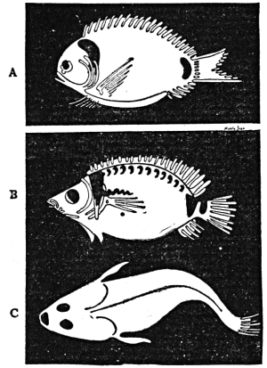 Fig. 3. Paintings of fish on plates.