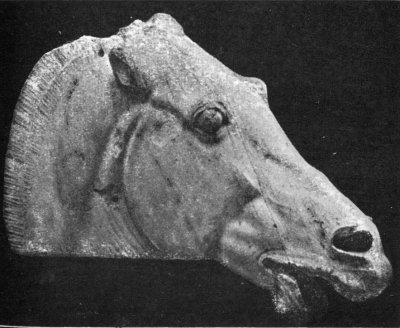 Fig. 6. HORSE’S HEAD. FROM PARTHENON. 440 B. C.