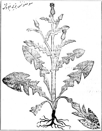 Fig. 9 ΣΟΓΚΟΣ ΤΡΥΦΕΡΟΣ = Crepis paludosa, Mœn.