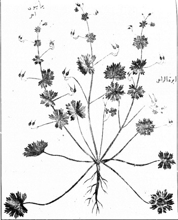 Fig. 10 ΓΕΡΑΝΙΟΝ = Geranium pyrenaicum, L.