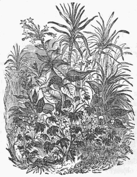 Tailpiece—The Cotton-plant