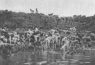 ESKIMO DOGS OF THE EXPEDITION (246 IN ALL) ON SMALL ISLAND, ETAH FJORD