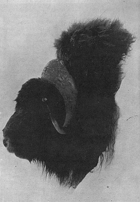 HEAD OF BULL MUSK-OX KILLED ON PARRY PENINSULA