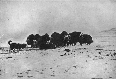 HERD OF MUSK-OXEN ROUNDED UP