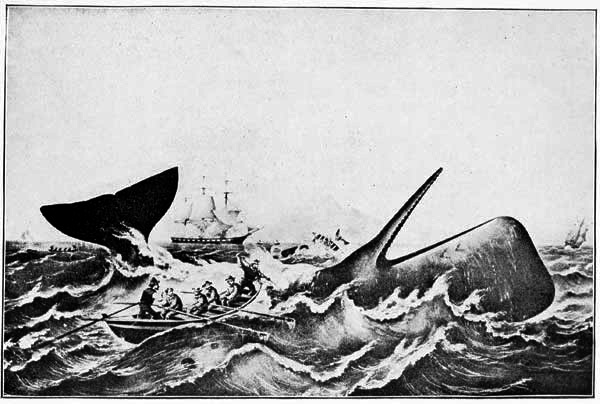 SPERM WHALING—THE CAPTURE