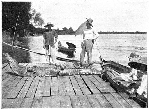 Er zijn vervaarlijk veel krokodillen in de Barito. Als zij er een vangen brengen de Inlanders het dier, gebonden en gekneveld, naar den bestuursambtenaar, om de premie.