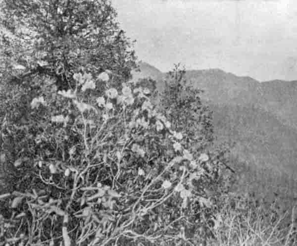 Fig. 23. Rhododendron campanulatum.